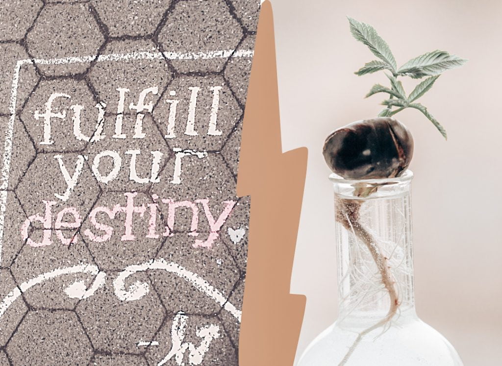 chalk drawing stating fulfilled your destiny on the left side of image and on the right side of the image is a plant bulb in a a glass with a long root