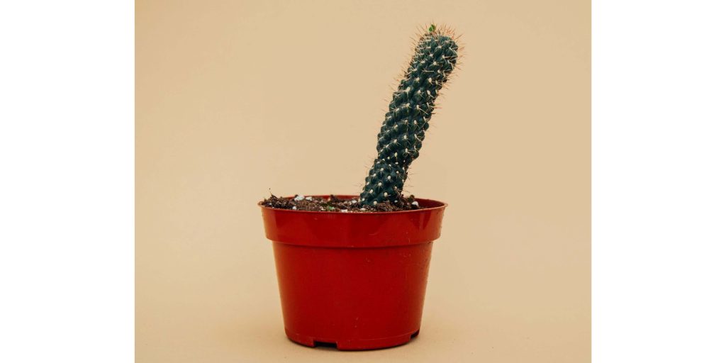 learning cactus plant. erectile dysfunction, ED, male sexual health, relationship intimacy, Female sexual dysfunction, FSD, lifestyle changes, sex therapy.